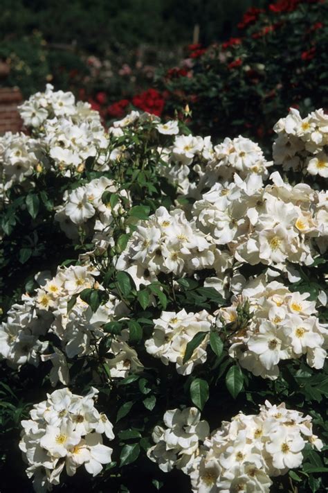 rose nurseries sf bay area wholesale